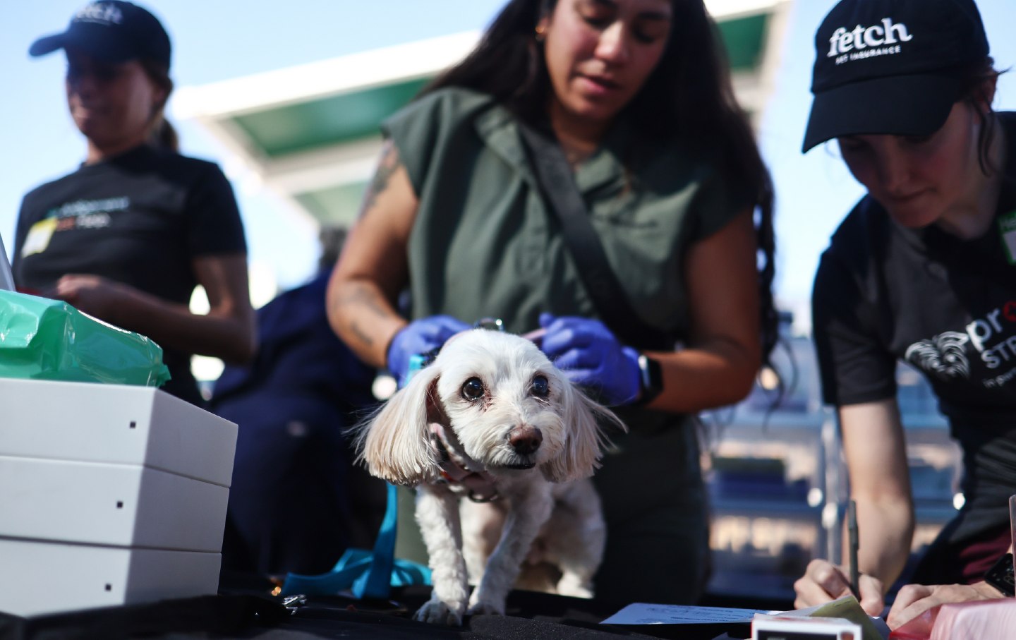 Dog being cared for by veterinarians