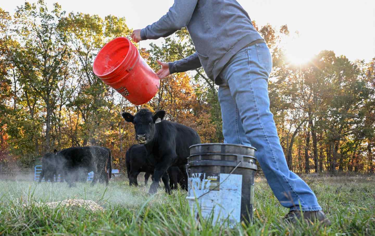 A farmer feeds cattle in Montrose, Missouri.