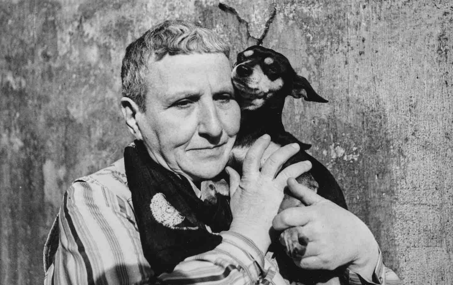 Image for The Enigma of Gertrude Stein