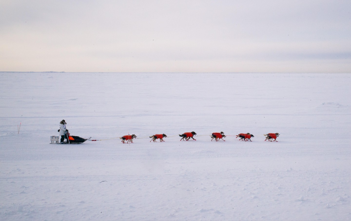 Kjell Inge Røkke mushes his dog team across the Bering Sea.
